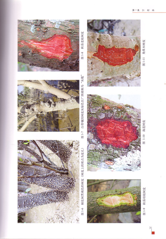 The Mangroves of China - aus dem Buch